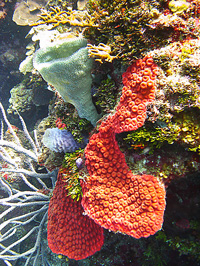 The many colors and textures of the reef