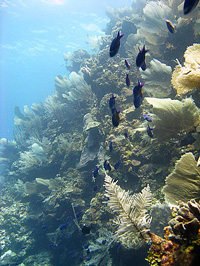 Diverse coral, vegetation, and fish