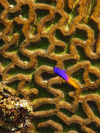 Brain coral close up