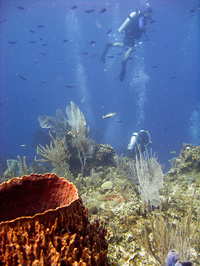 Divers exploring the blue waters