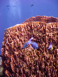 Purple fish and coral reef
