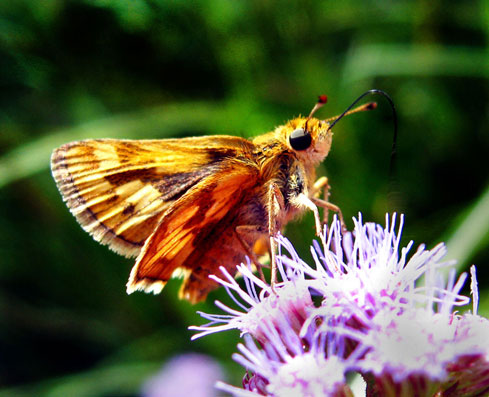 Skipper