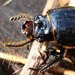 Bess Beetle