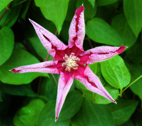 Clematis