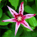 clematis