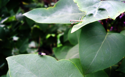 Fly and Mantis