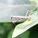 Fly and Mantis