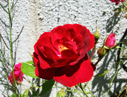 Rose
