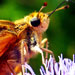 Skipper