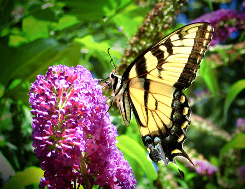 swallowtail butterfly