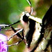 swallowtail